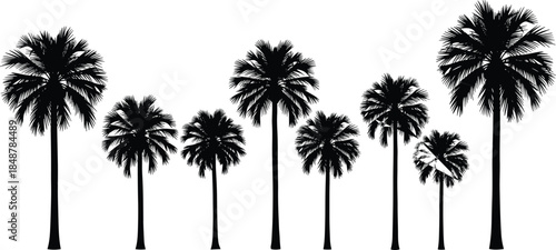 Collection of tropical palm tree silhouettes in various heights for landscape design architectural visualization cad drawing flat vector illustration isolated
