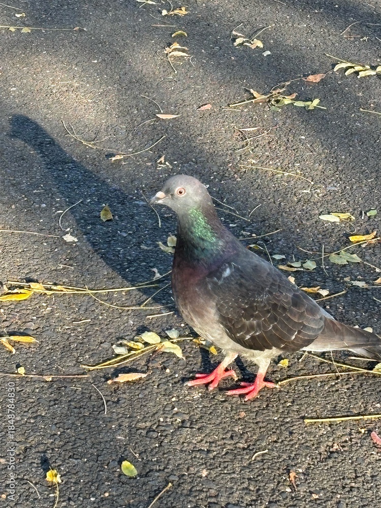 Fototapeta premium Long shadow of a pigeon on the ground in autumn light