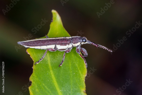Long nosed weevil perched on green leaf