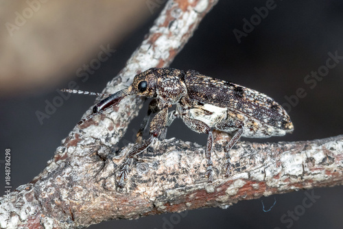 Primitive weevil perched on lichen covered branch