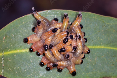Cluster of sawfly larvae grouped on eucalyptus leaf