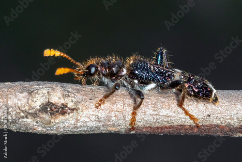 Hairy Checkered Beetle with Bright Antennae on Twig