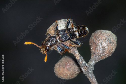 Checkered Beetle Perched on Eucalyptus Seed Pods