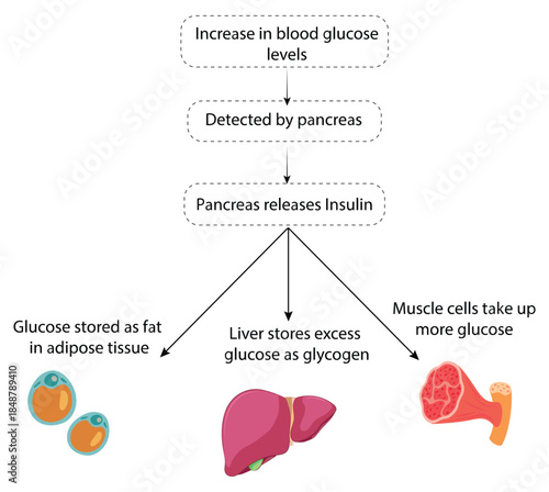 insulin regulation pathway showing pancreas response to increased blood glucose levels diagram