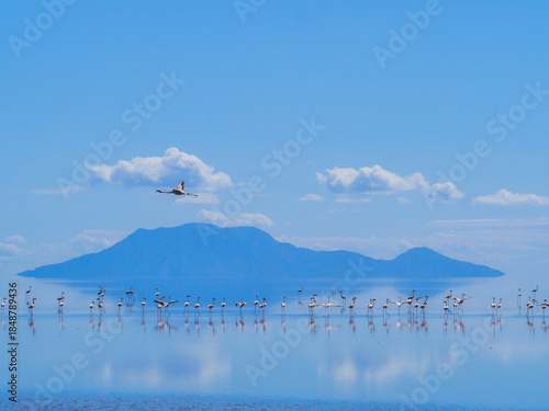 Lac Natron, Tanzanie et Flamands roses