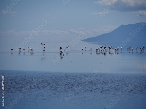 Lac Natron, Tanzanie et Flamands roses
