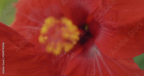 Hibiscus rouge en guadeloupe