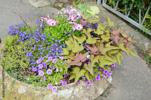Flowers in a flower bed in the city. Landscaping, decoration of cities. Ecology.
