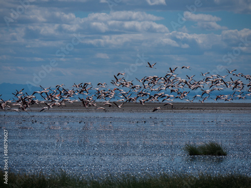 Lac Natron, Tanzanie et Flamands roses