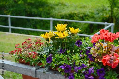 Flowers in a flower bed in the city. Landscaping, decoration of cities. Ecology.