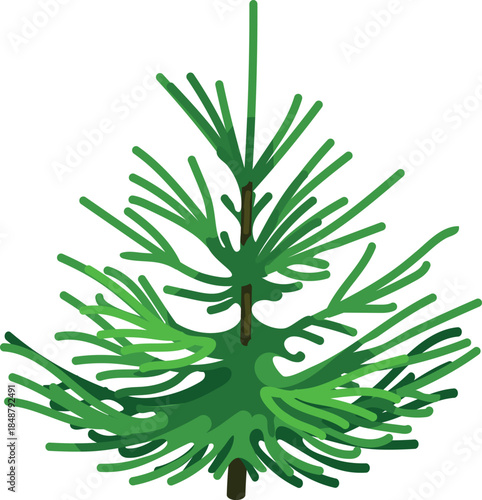A young green spruce tree isolated on a white background.