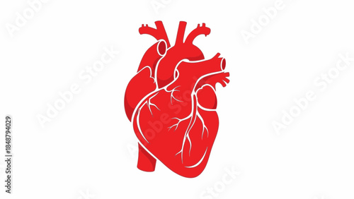 Detailed illustration of a human heart with visible arteries and veins