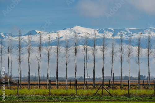 Bild auf Leinwand Poplar trees with sierra nevada mountain range granada spain