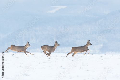 Fototapeta Naklejka Na Ścianę i Meble -  Roe deer (Capreolus) a species of large mammal with brown fur, animals running through snow-covered fields with forests in the background, foggy winter day.