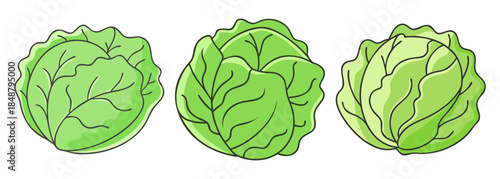 Fresh green cabbage heads displayed in a row perfect for culinary inspiration and healthy eating guides
