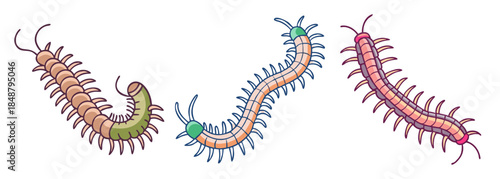 Three vibrant segmented centipedes with many legs displayed in varied poses and colors