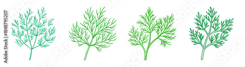 Four stylized sprigs of dill with delicate green foliage presented in a clean composition