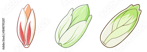 Three watercolor sketches of endive vegetables showing distinct leafy textures and stages of ripeness