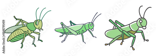 Three green grasshoppers depicted in different poses showing their detailed anatomy and coloring