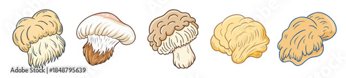 Detailed anatomical views of the lion's mane mushroom showing complex frilly structures