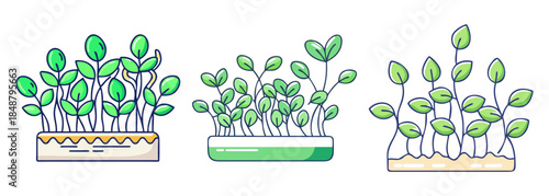 Healthy microgreens growing in containers vibrant green shoots ideal for culinary use and nutritional boost