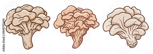 Three brain coral sections showing delicate structure and textured surface in detail