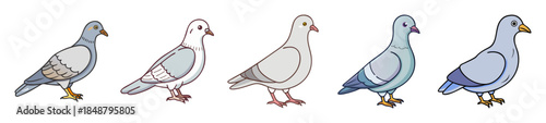 Captivating collection of pigeon poses showing artistic sketch and color study progression