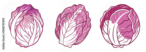 Three vibrant radicchio heads showcasing their crisp purple and white leaves with intricate detail