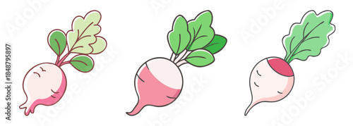 Fresh radishes with green tops three root vegetables watercolor style artwork produce isolated