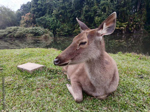 Sambar deer lying and resting on grass in tropical forest at Khao Yai National Park, Brown fur mammal and hoofed animal in World Heritage site with black water of swamp and green tree, Thailand