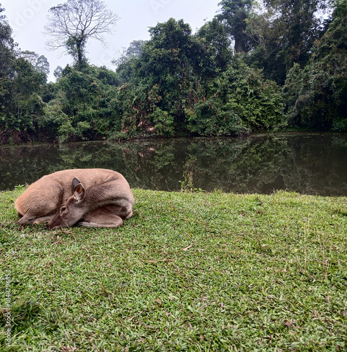 Sambar deer lying and resting on grass in tropical forest at Khao Yai National Park, Brown fur mammal and hoofed animal in World Heritage site with black water of swamp and green tree, Thailand