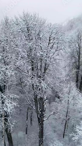 Snow-covered trees in a winter landscape. The branches are heavy with white snow, creating a serene and tranquil atmosphere.