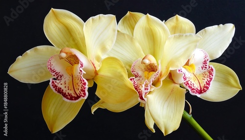 Trio of delicate, pale yellow orchids against a dark backdrop