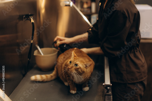 Canvas Print Orange cat getting professional grooming at pet salon