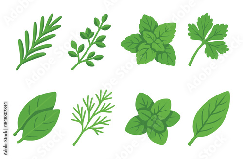 Collection of fresh green herbs on vibrant background