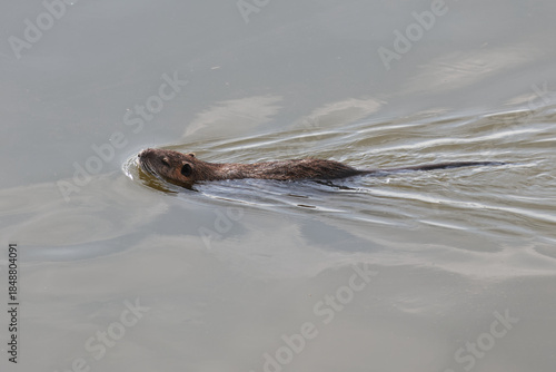 Wallpaper Mural 川を泳ぐ野生のヌートリア Torontodigital.ca