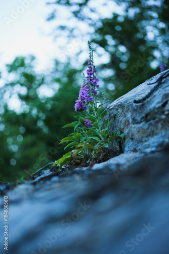 Purple Wildflower Growing from Rock in Natural Forest Setting