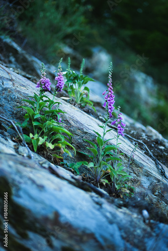 Purple Wildflower Growing from Rock in Natural Forest Setting
