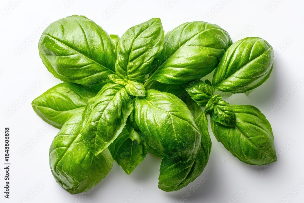 Fototapeta premium Fresh basil leaves on a white background, top-down close-up with crisp detail