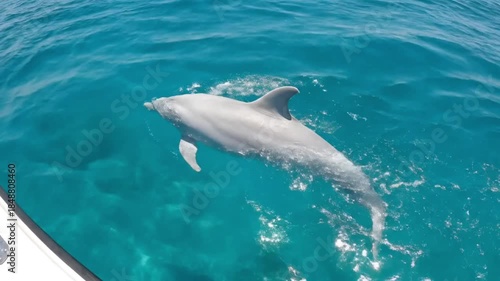 A beautiful white and grey dolphin gracefully swims through crystal-clear, vibrant turquoise ocean waters, creating sparkling splashes as it navigates the sunlit surface. The captivating scene showcas