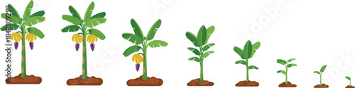 Banana plant growth stages illustration showing seedling to fruiting tree development, agricultural cycle, farming education graphic for botanical and horticulture use