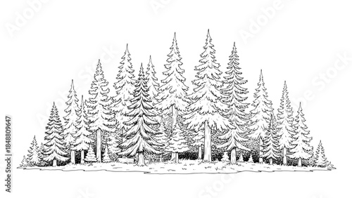 Snowy forest landscape with tall pine trees