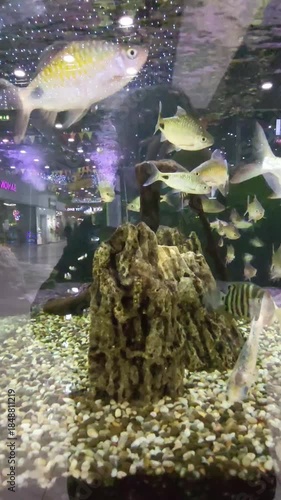 Barbs and black-striped cichlids swim in a large aquarium
