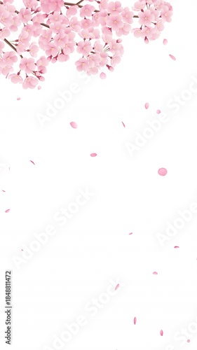 左上の満開の桜と左上から花びらが落ちる桜吹雪のループ動画【縦長ビデオ】4Kのみ:アルファチャンネルあり