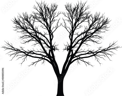 Black silhouette of a large leafless tree isolated on white background representing winter season nature, dead wood, and spooky Halloween concepts