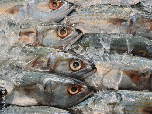 Close-Up of Fresh Whole Mackerel or Small Tuna Fish Stacked on Crushed Ice at a Seafood Market