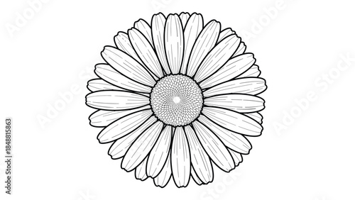Detailed black and white line art illustration of a daisy or chamomile flower head, viewed from above, on a clean white background.