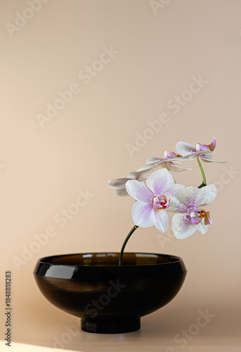 minimal orchid flower in black bowl on beige background