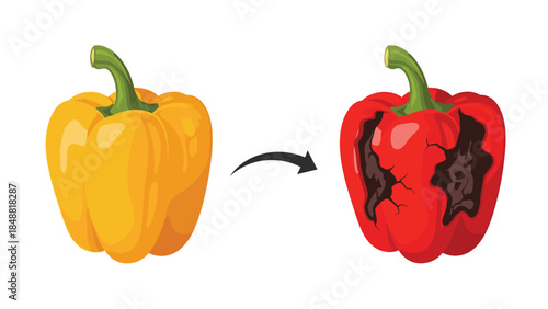 Comparison of a fresh yellow bell pepper and a rotten red one, showing the process of decay and food spoilage.