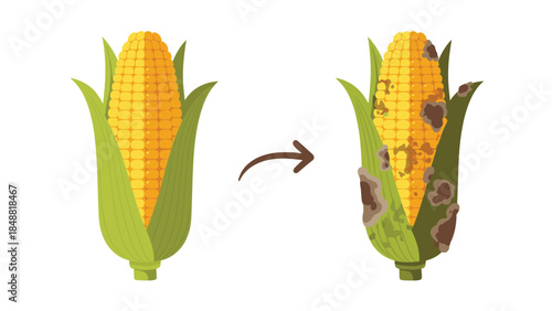 Before and after illustration showing a fresh ear of corn transforming into a rotten one with mold, depicting food spoilage.